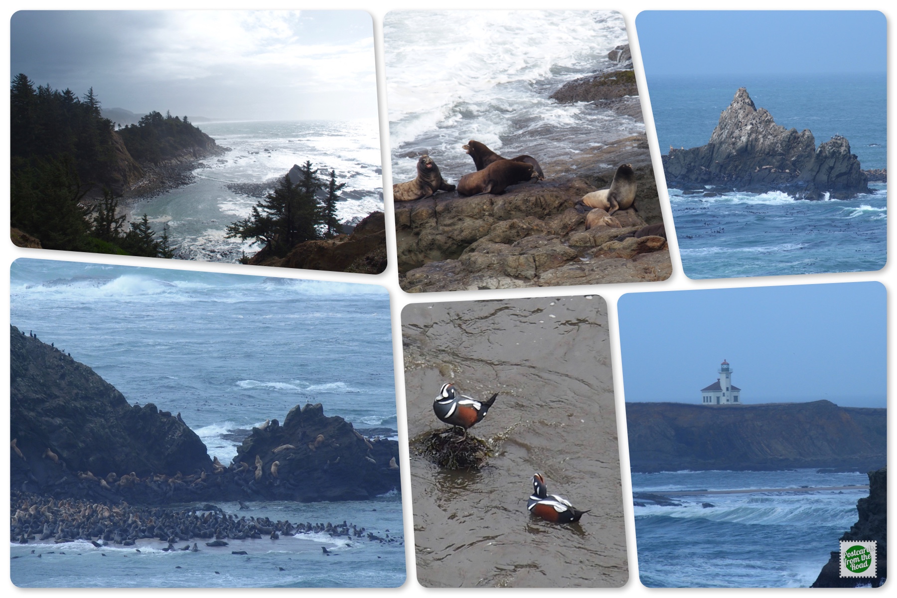 Cape Arago Collage