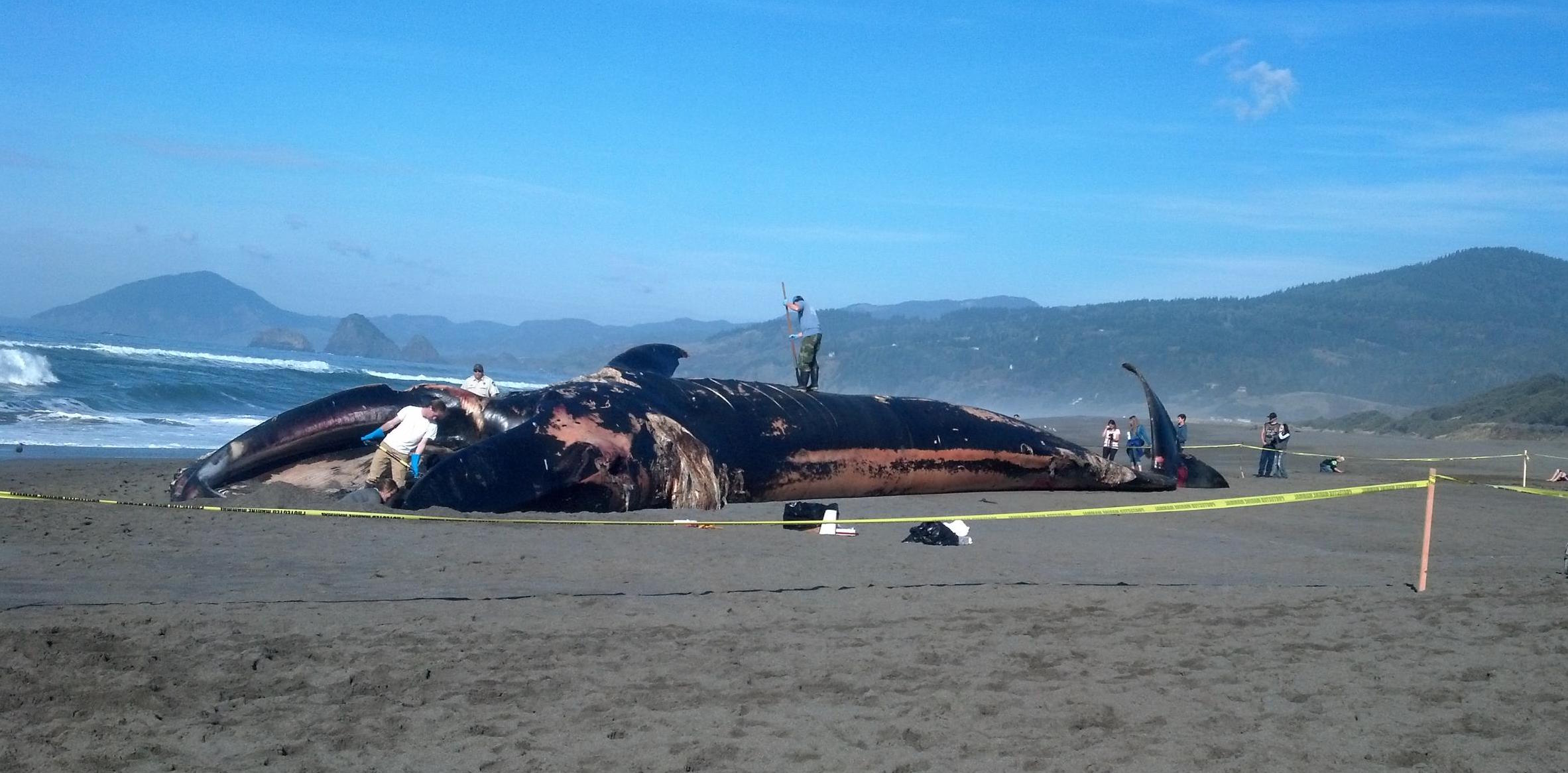 Blue Whale on the Beach | Postcards from the Road