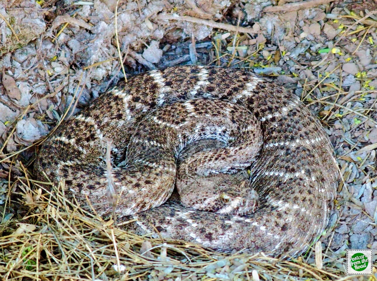 rattlesnake