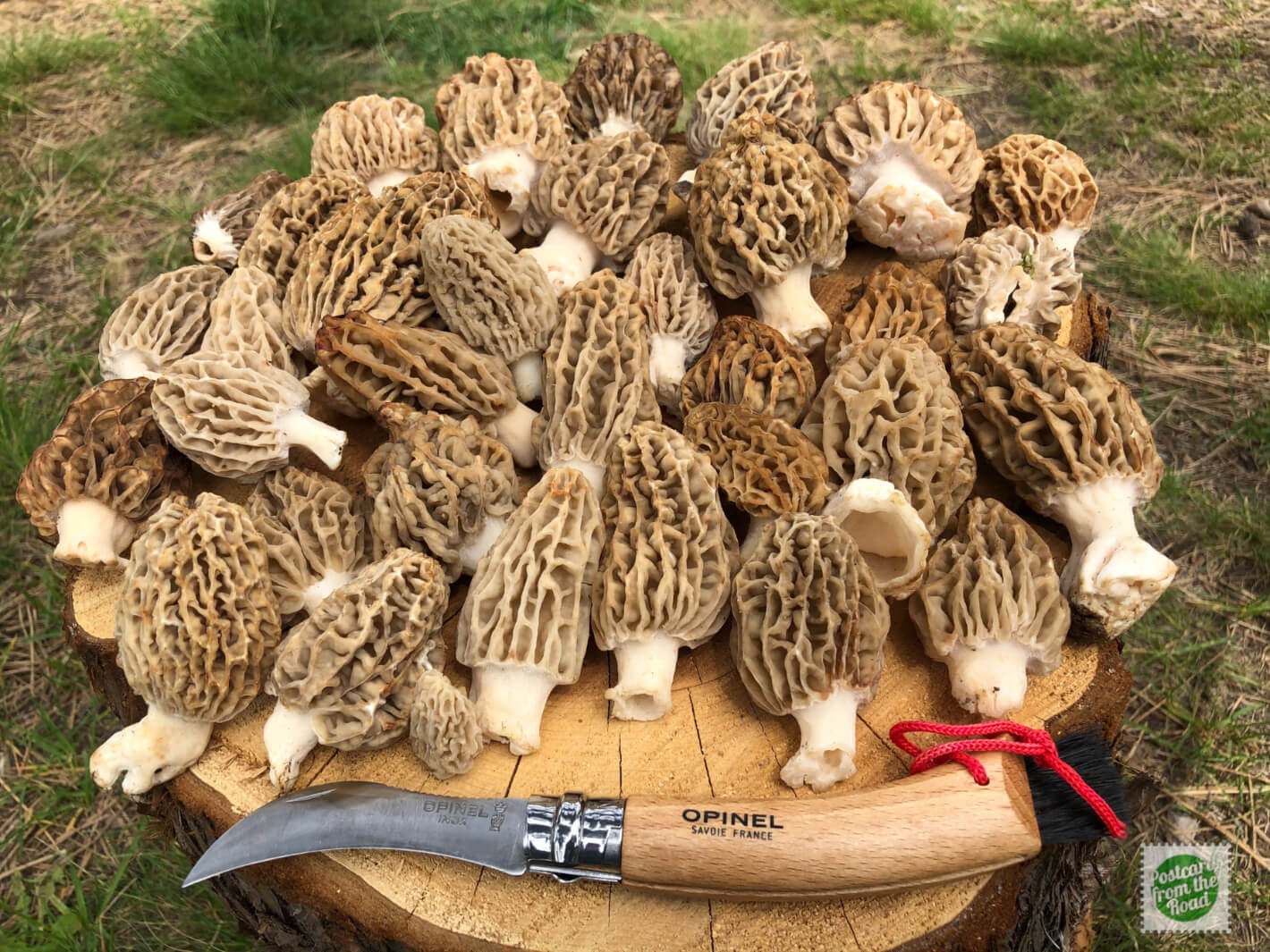 morels