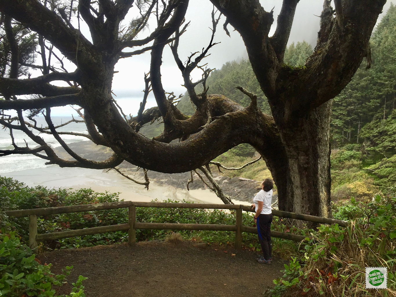 Huge tree hanging over the trail to the beach.