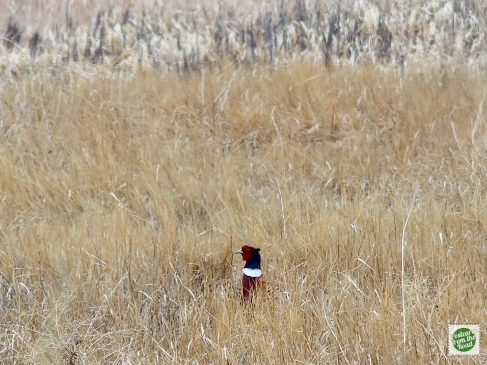Ring-necked Pheasant peeking through the tall grass.