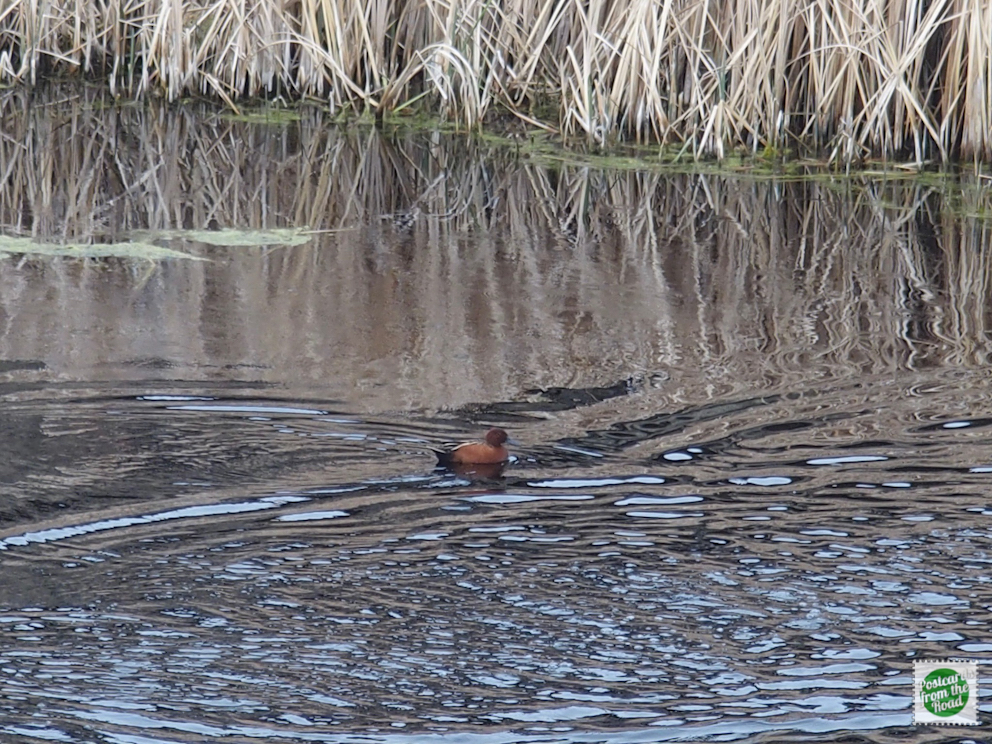 Cinnamon Teal swimming in West Dome&#039;s pond.