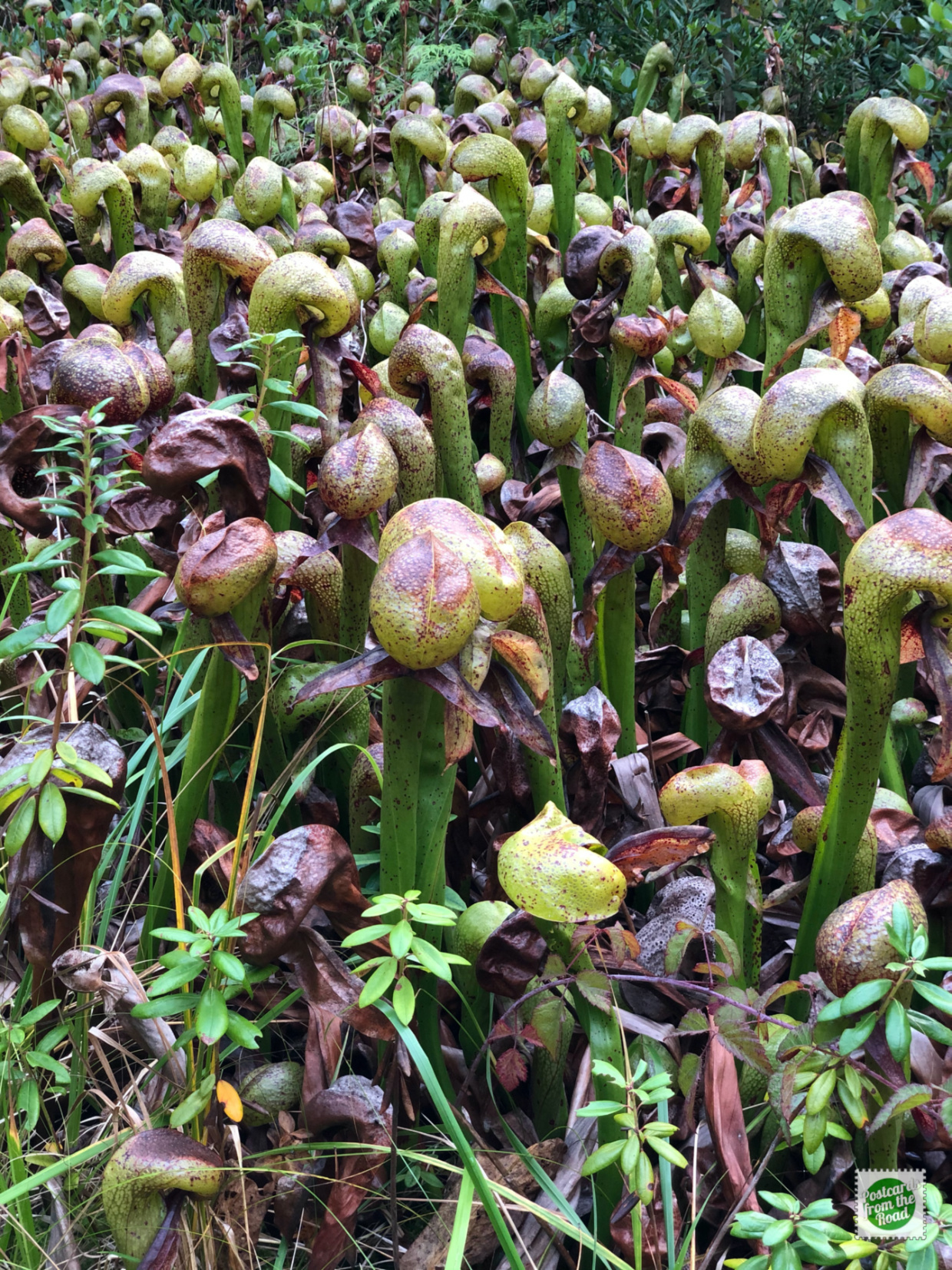 Darlingtonia californica, a carnivorous plant, is native to Northern California and Oregon growing in bogs and seeps with cold running water.
