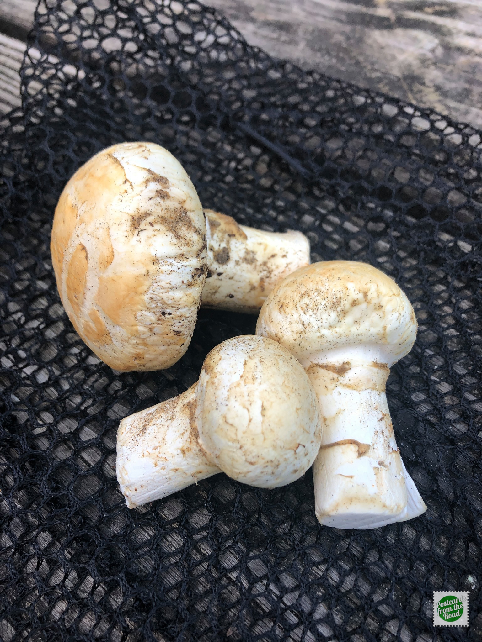 Matsutake mushrooms found near the campground.