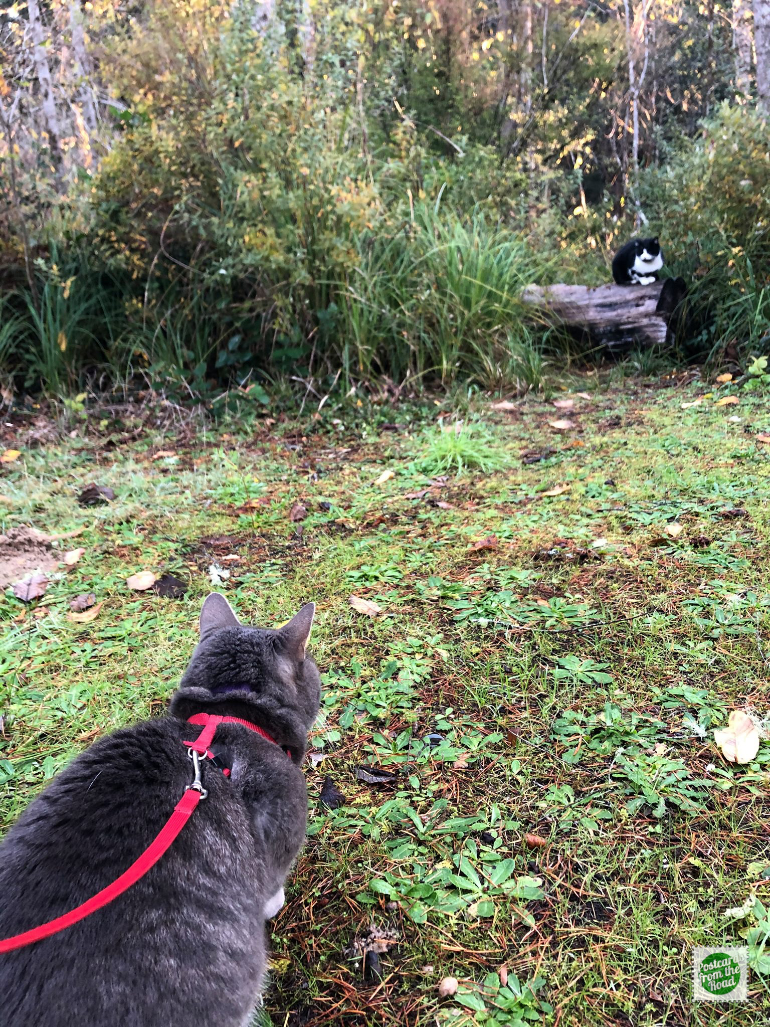Mooch discovers campground kitty